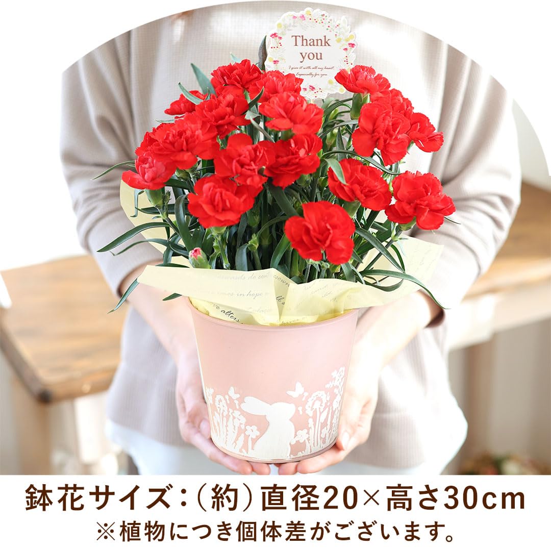Amazon.co.jp: 花由 母の日 花とスイーツ 40通りから選べる 花